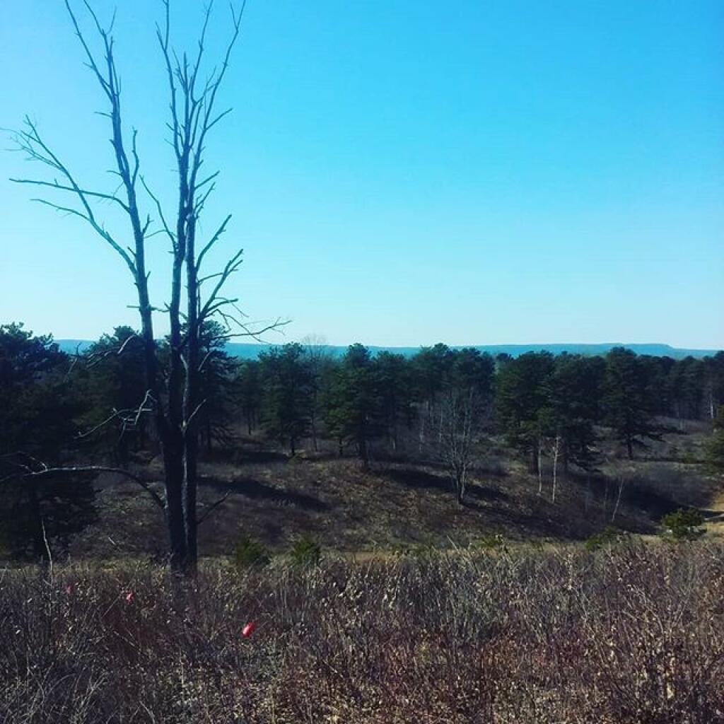 Photo: Off blueberry hill