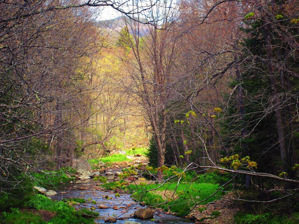 Photo: Robb Creek