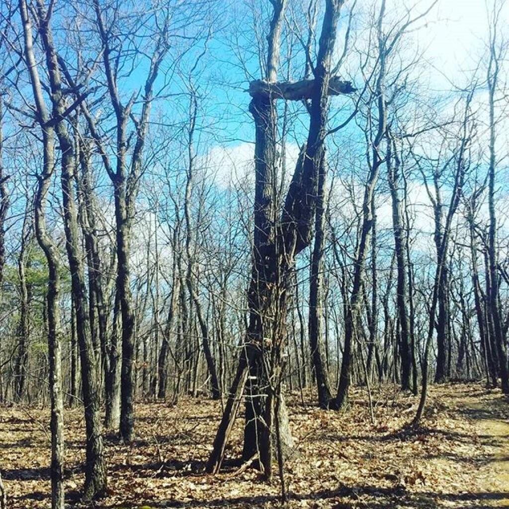 Photo: This homemade, natural tree stand looks a bit dangerous Photo: This homemade, natural tree stand looks a bit dangerous