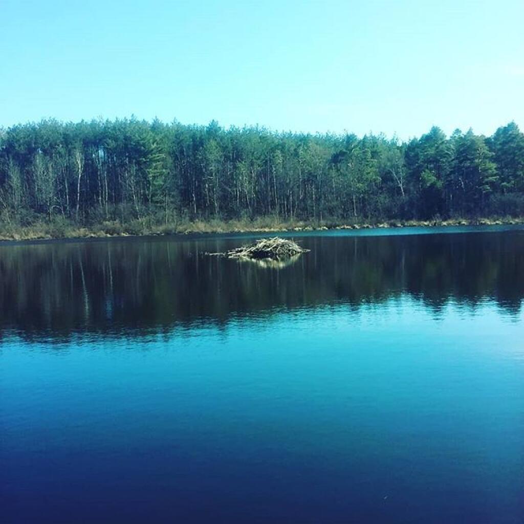 Photo: Beaver Lodge
