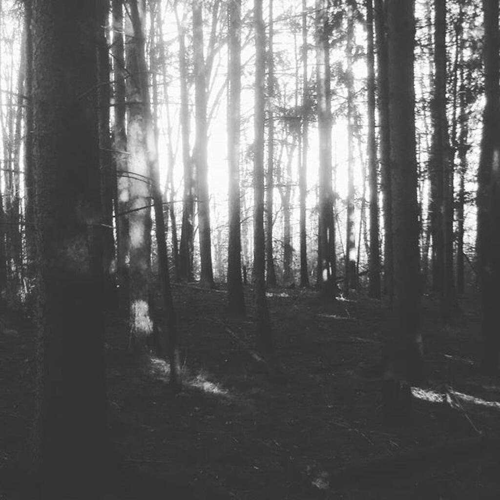 Photo: Bushwhacking