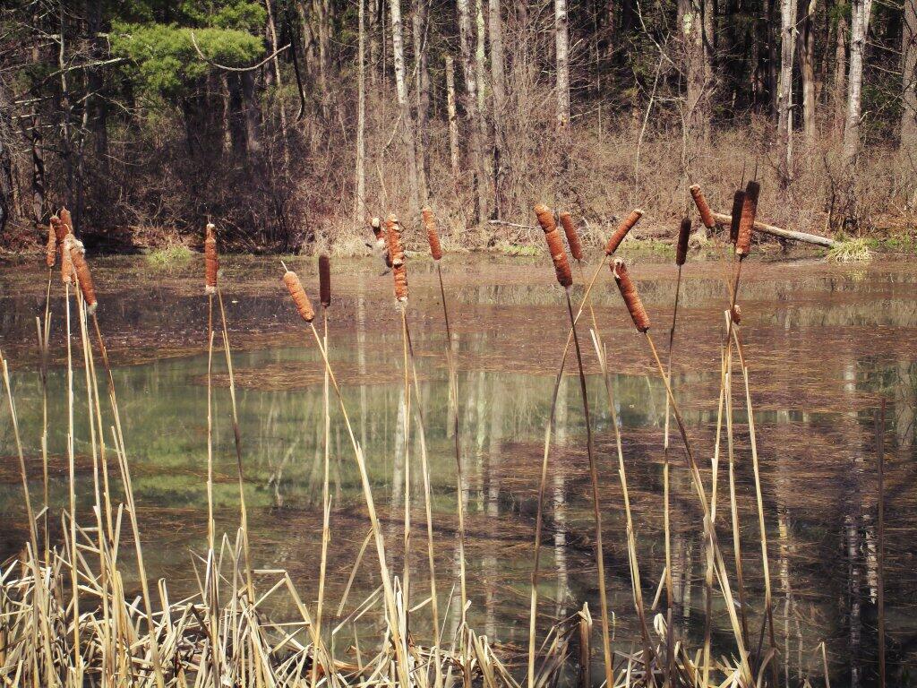 Photo: Cat Tails