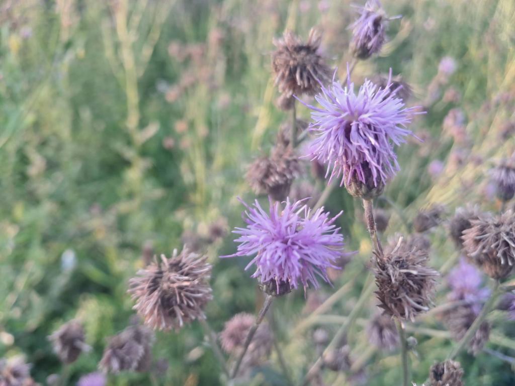 Photo: Canada Thistle [Expires July 31 2026]