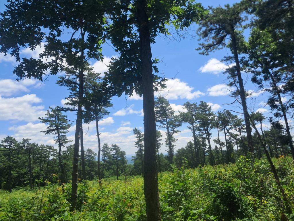 Photo: Pitch Pines! [Expires August 2 2026]