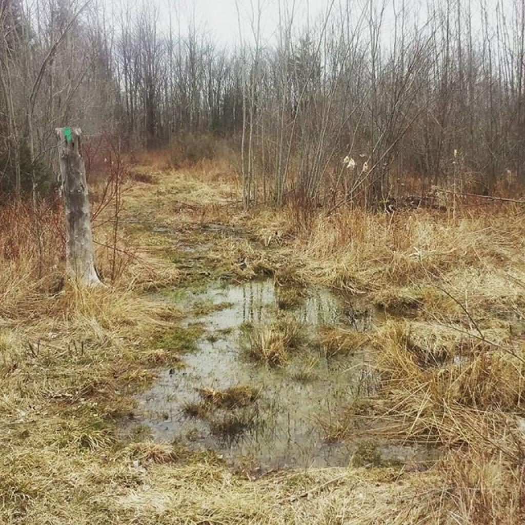 Photo: I don't need to hike on the road, it won't be too wet