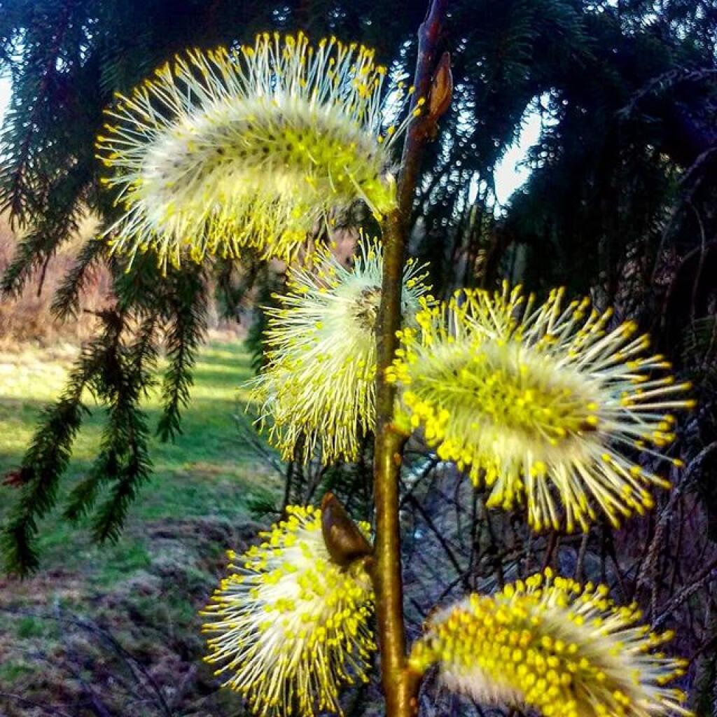 Photo: Pussy Willows!