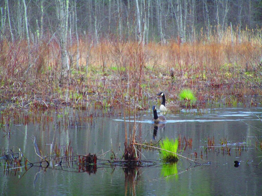 Photo: Geese