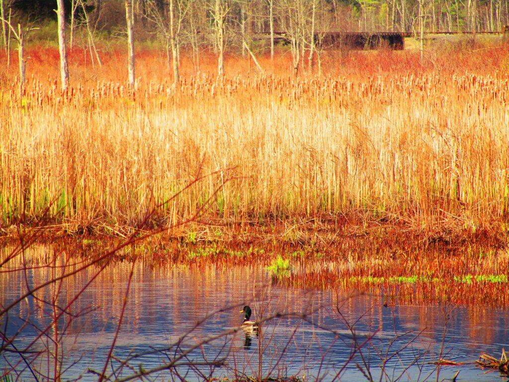 Photo: Wood Duck
