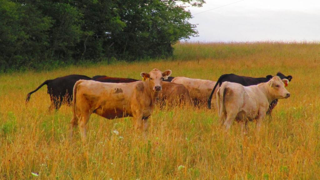 Photo: Grassland [Expires August 6 2026]