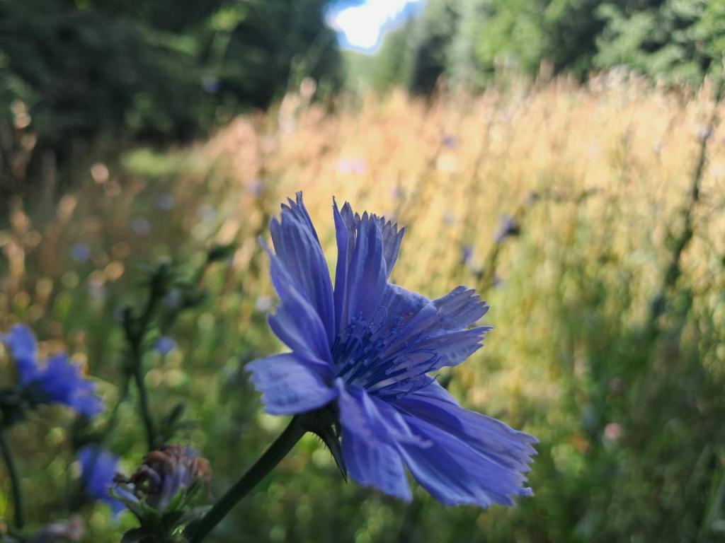 Photo: Chicory [Expires August 7 2026]
