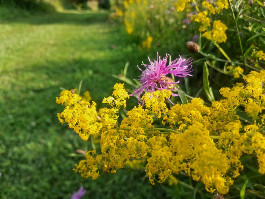 Photo: Lady Bedstraw and Knapweed [Expires August 7 2026]
