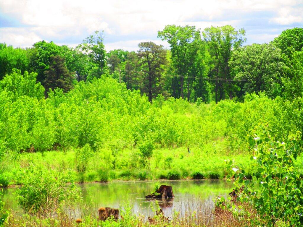 Photo: Pond