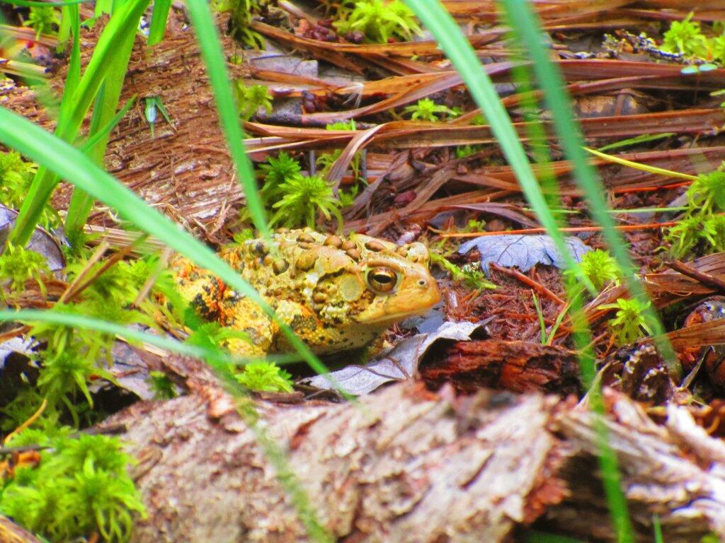 Photo: American Toad