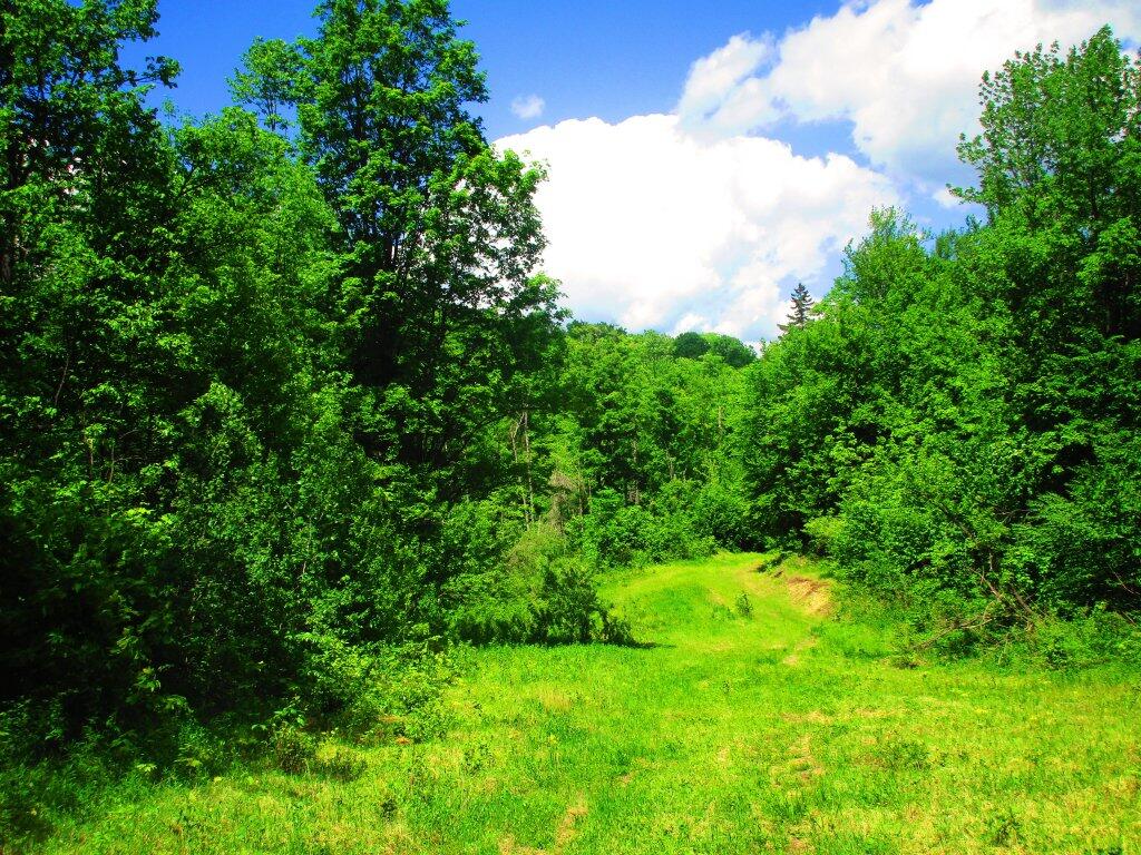 Photo: Walking Along An Old Logging Road Photo: Walking Along An Old Logging Road
