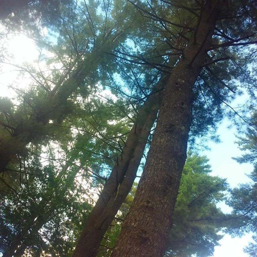 Photo: Big ol pines