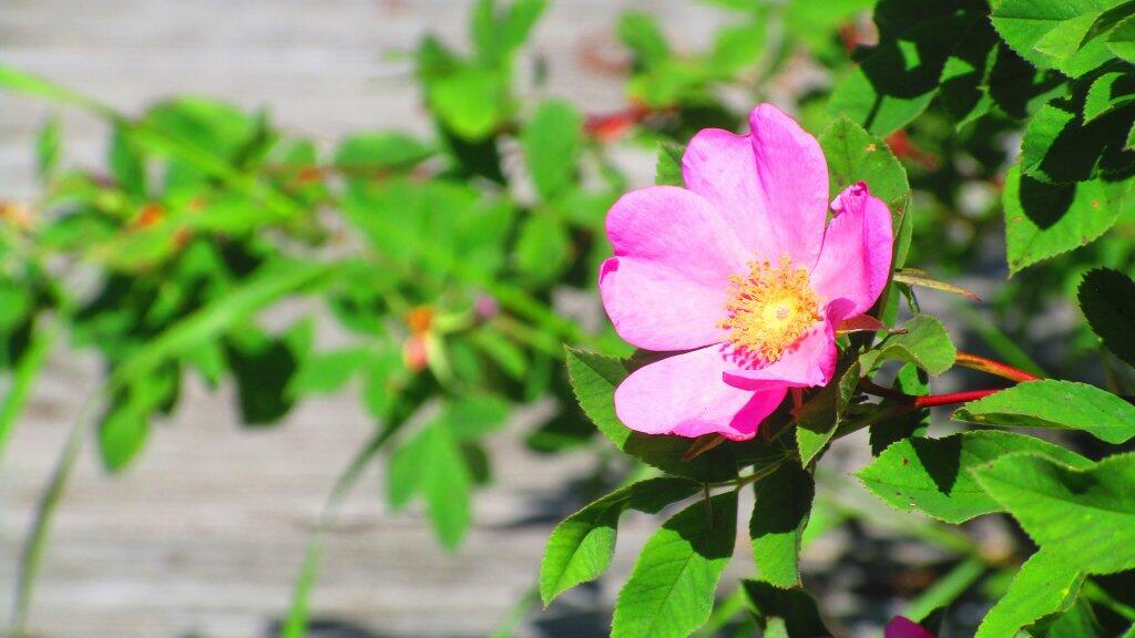 Photo: Beach Rose