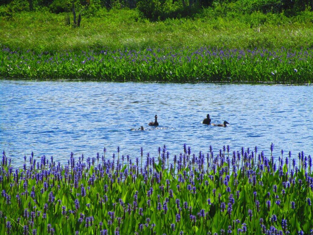 Photo: Ducks