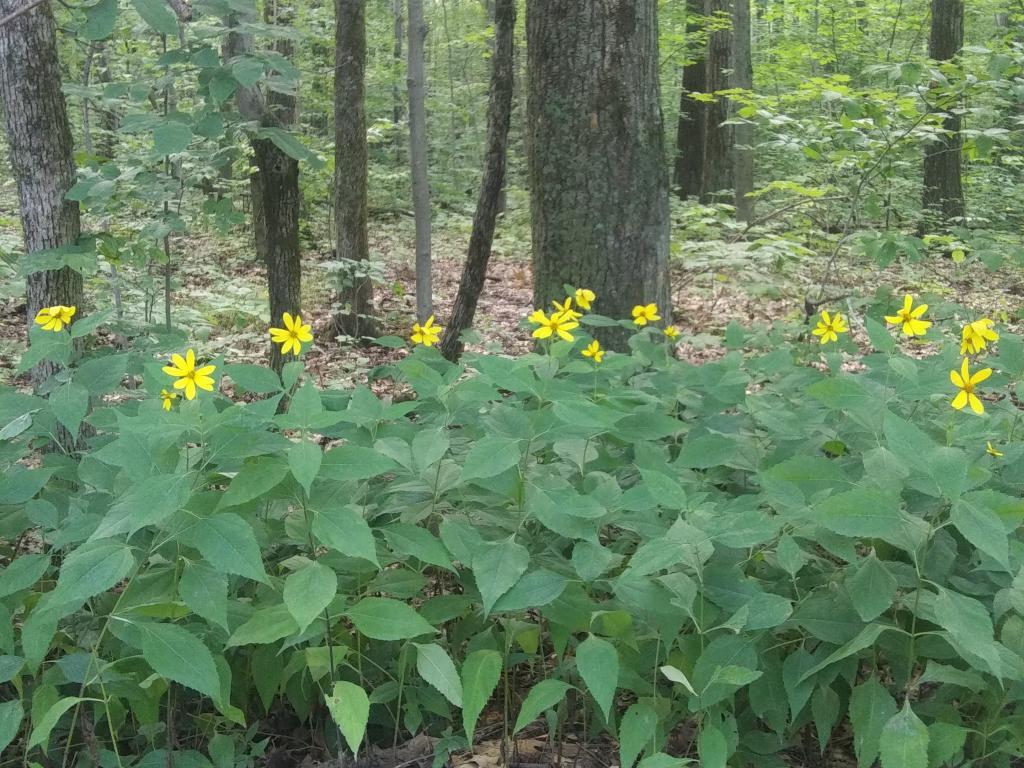 Photo: Roadside Wildflowers