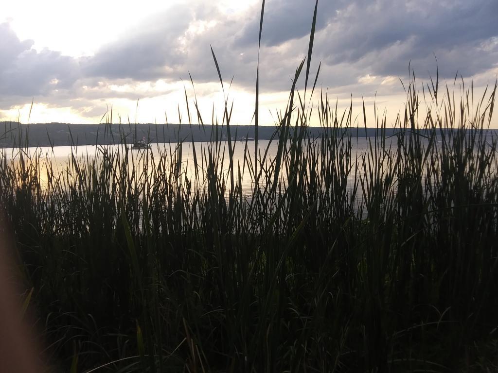 Photo: Cattails