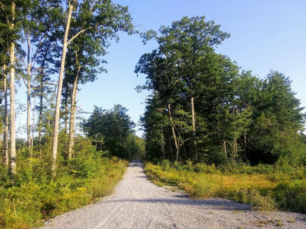 Photo: Duck Pond Road 🚘