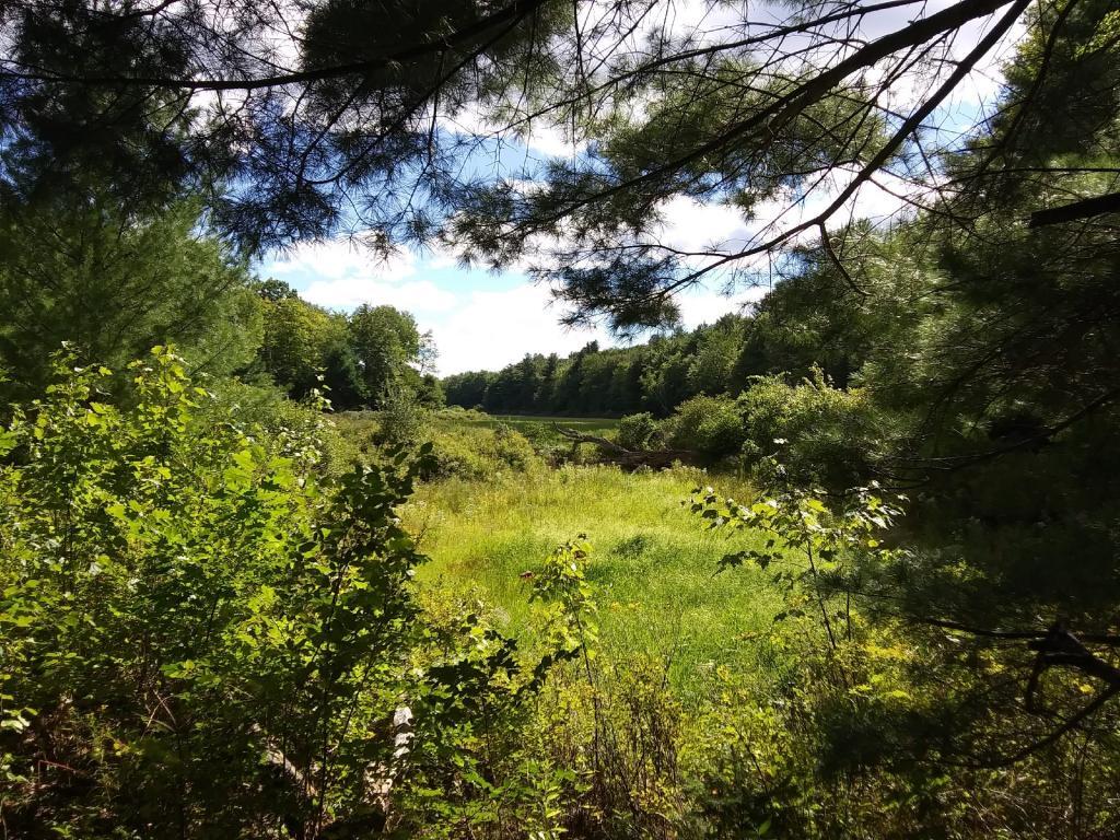 Photo: Wetlands