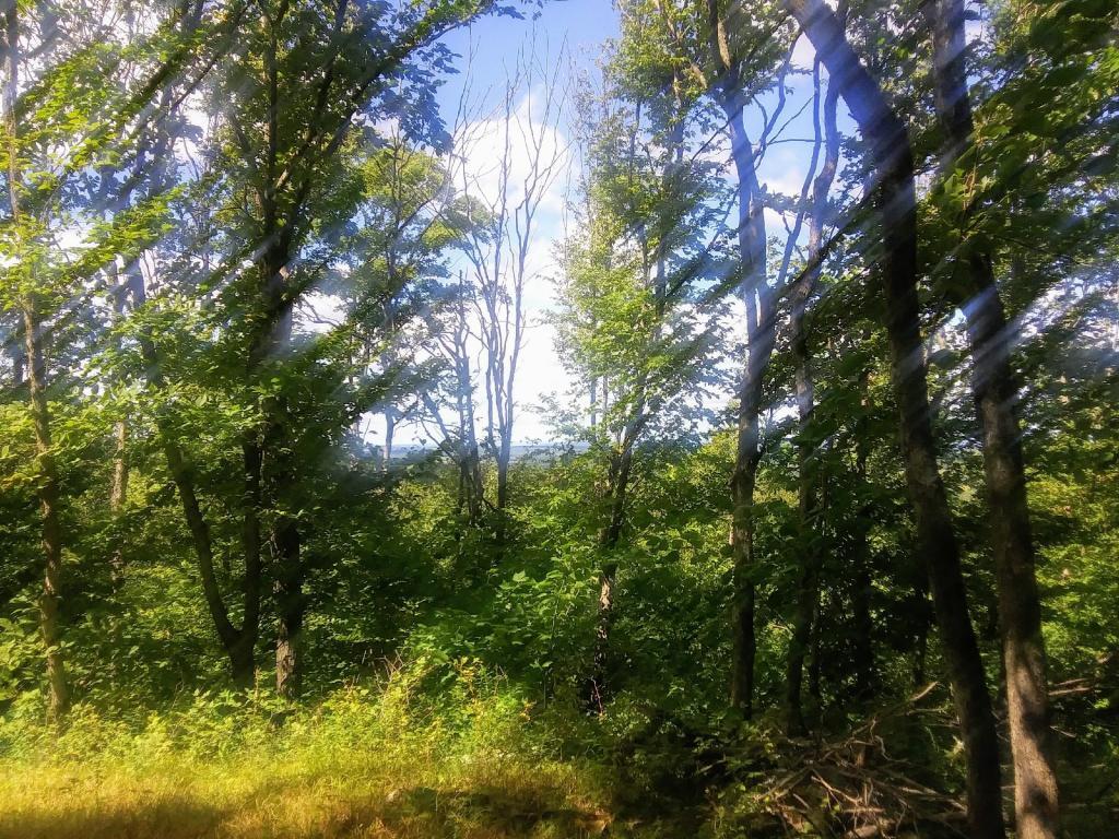 Photo: Clear cut has all but reverted back to woods 🌲🌲🌲