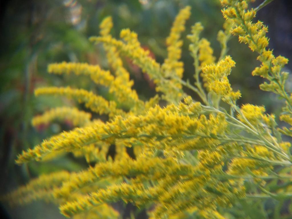 Photo: Golden Rod