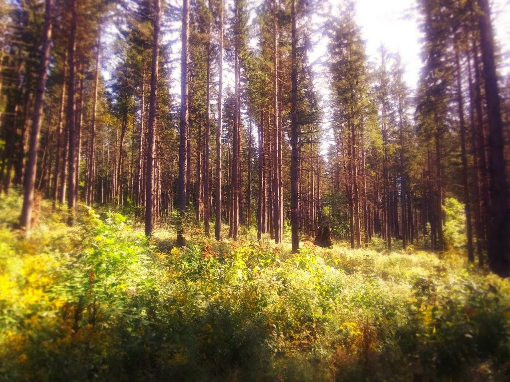 Photo: Thinned out