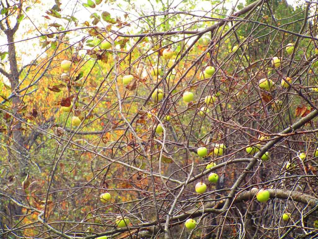 Photo: Apples