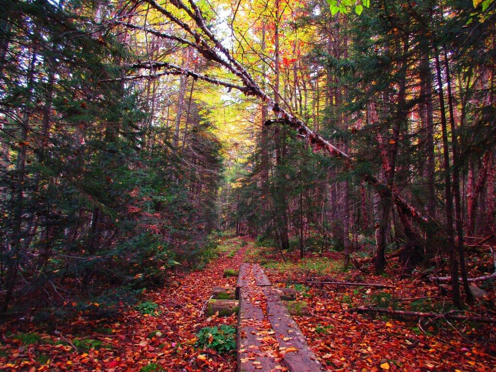 Photo: Boardwalk