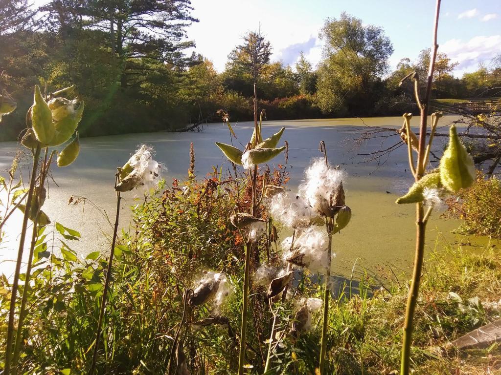 Photo: Puff balls