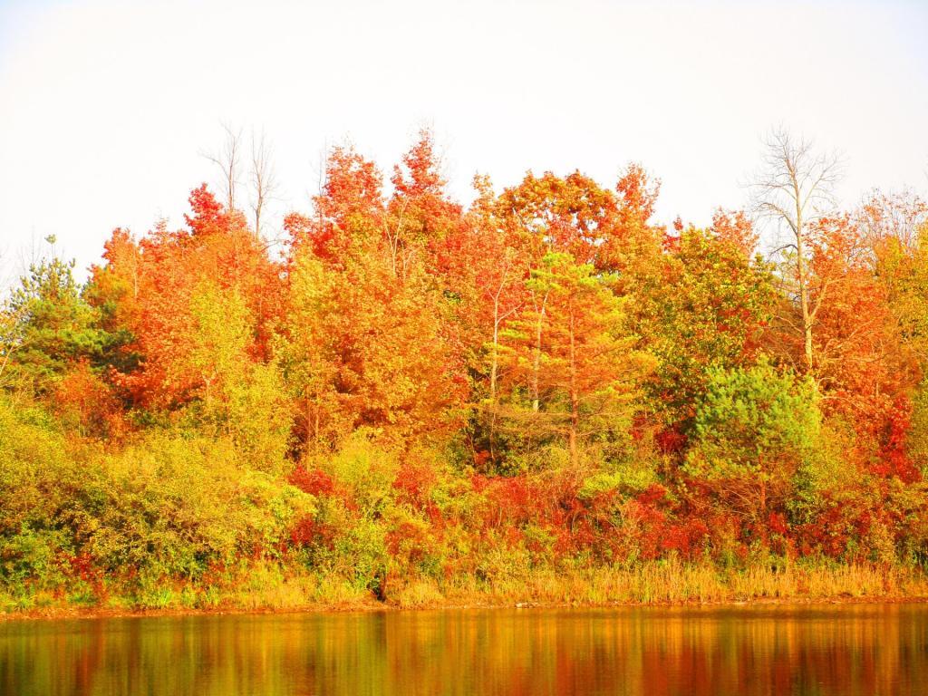 Photo: Pond