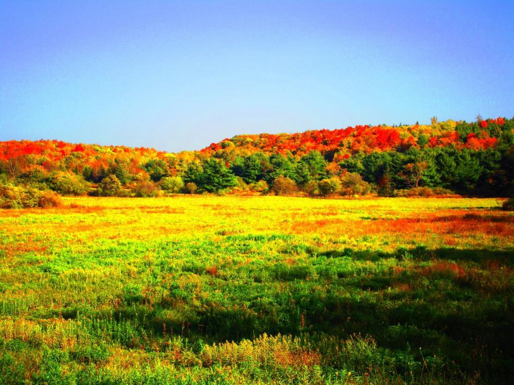 Photo: Field