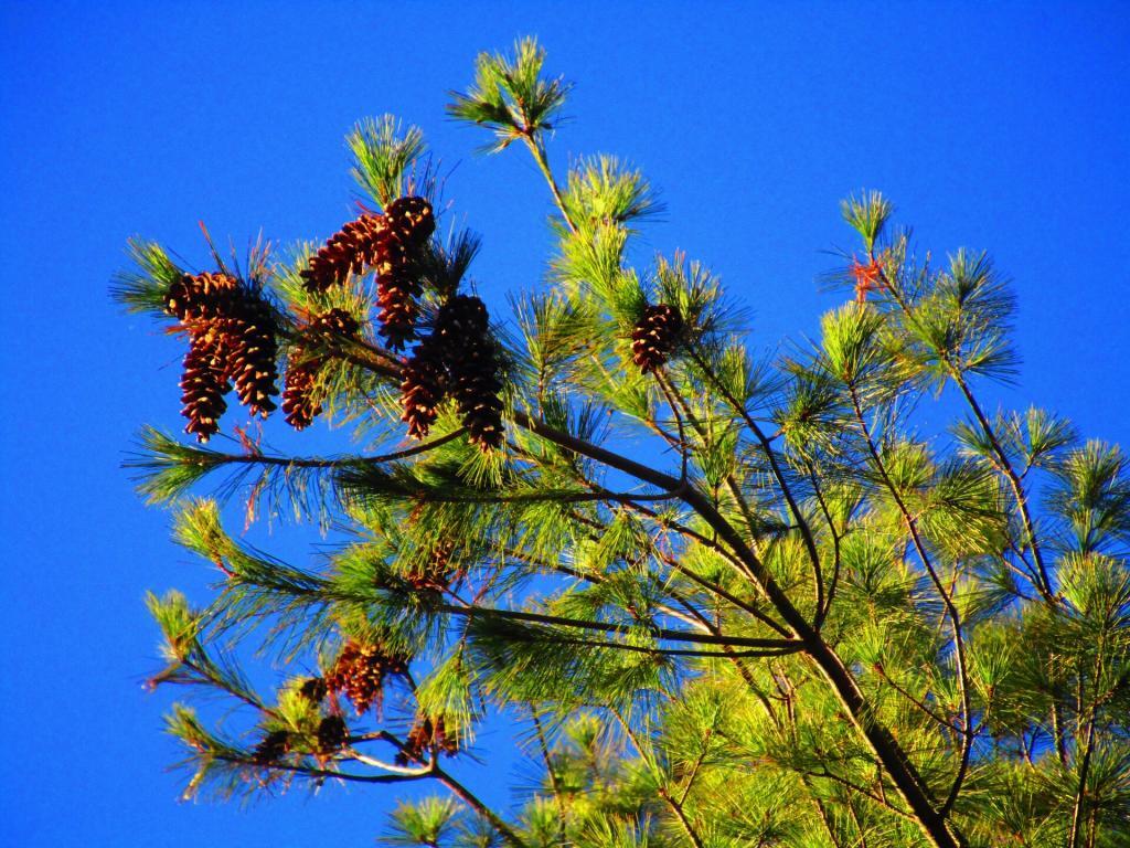 Photo: Pine Cones