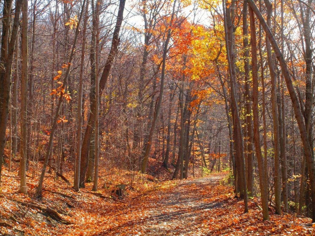 Photo: While fall has faded, the Canastota-Cazenovia Trail is quite nice