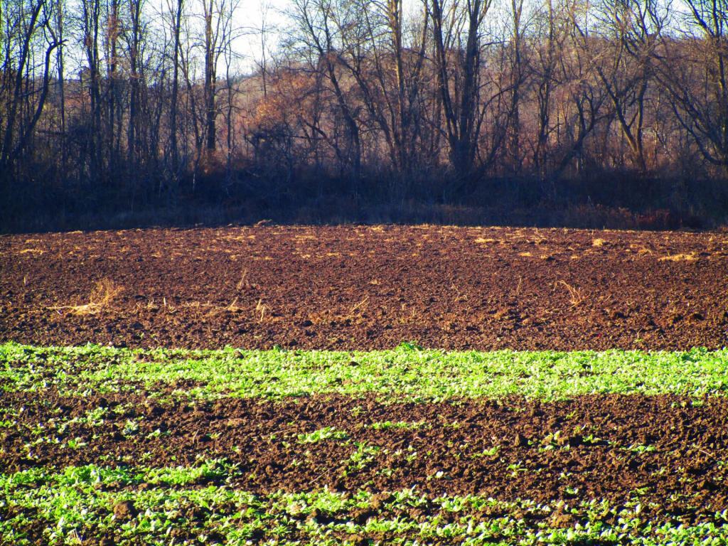 Photo: Cover Crop Photo: Cover Crop
