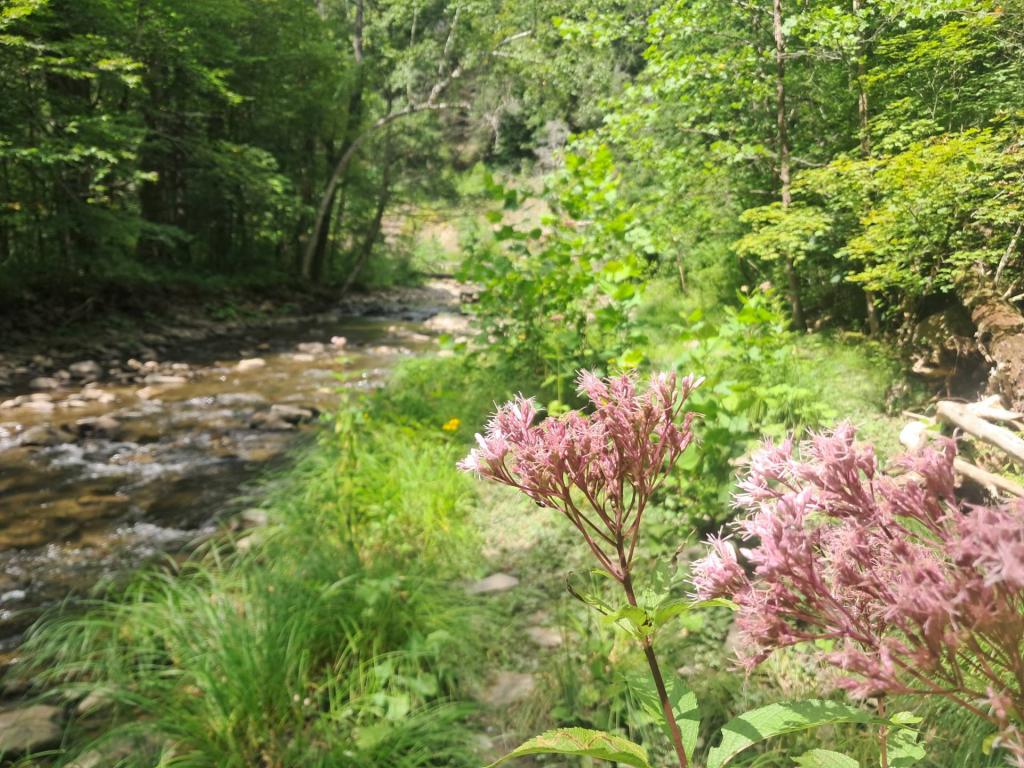 Photo: Swamp Milkweed [Expires August 29 2026]
