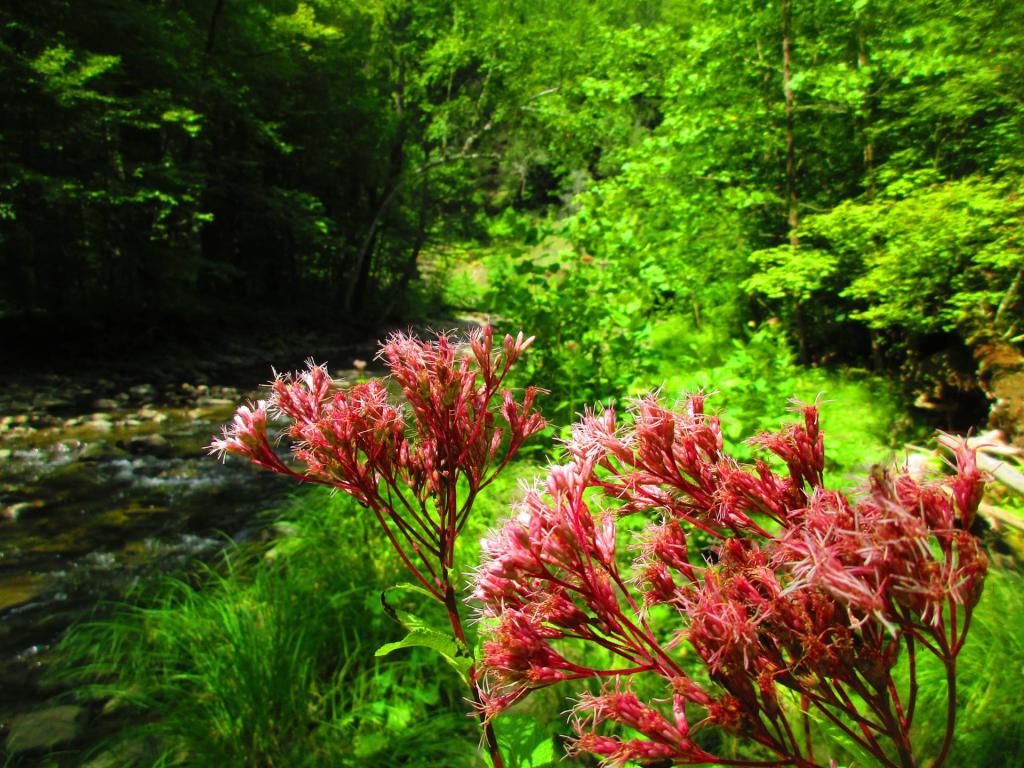 Photo: Swamp Milkweed [Expires August 30 2026]